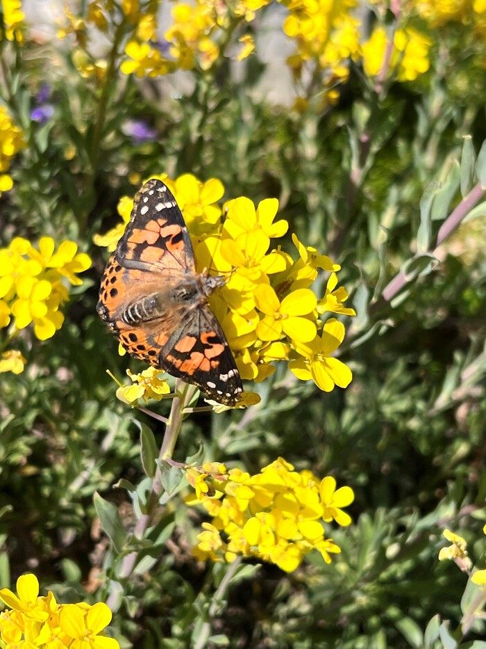 Papillon pos&eacute; sur une fleur jaune pour illustrer le stress et les examens